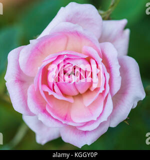 A macro shot of a pink patio rose. Stock Photo