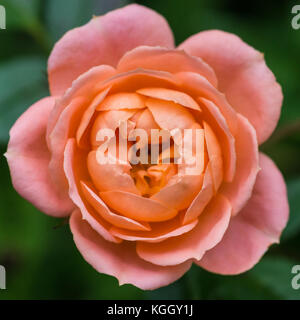 A macro shot of a salmon pink coloured patio rose called sweet dream. Stock Photo
