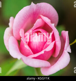 A macro shot of a pink patio rose bloom. Stock Photo