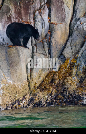 Black bear (Ursus americanus) standing along a cliff at low tide in Knight Inlet, beautiful British Columbia, Canada. Stock Photo