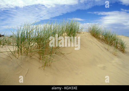 Hairy spinifex (Spinifex sericeus), on sand dune, a stabilising grass on coastal dunes, Yuraygir National Park, New South Wales, Australia Stock Photo