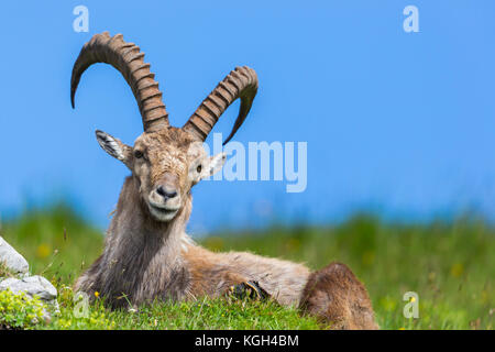 natural male alpine capra ibex capricorn blue sky sitting green meadow Stock Photo