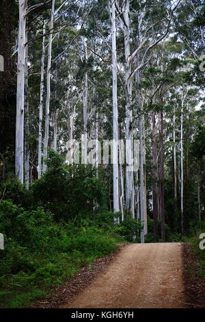 A dirt road traverses  a stand of  majestic Blue Gums in Kangaroo River State Forest Stock Photo