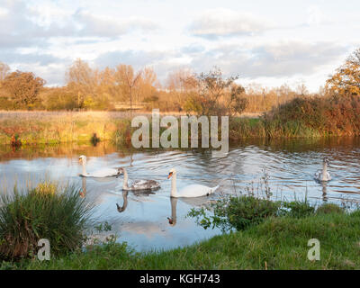 beautiful group of swans and cyngets swimming down river Dedham nature; essex; england; uk Stock Photo