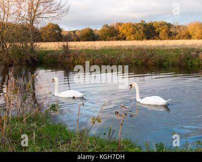 beautiful group of swans and cyngets swimming down river Dedham nature; essex; england; uk Stock Photo