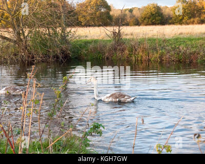 beautiful group of swans and cyngets swimming down river Dedham nature; essex; england; uk Stock Photo