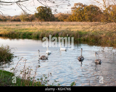 beautiful group of swans and cyngets swimming down river Dedham nature; essex; england; uk Stock Photo