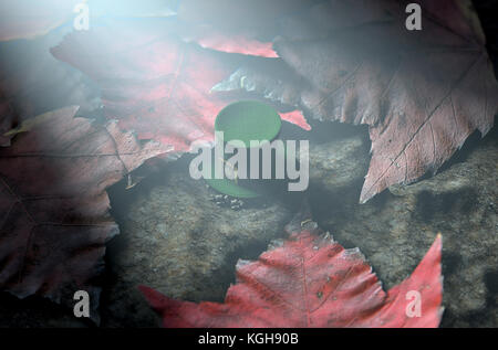 A concept image showing a tiny leprechaun hat apparently lost on the ground surrounded by dead leaves at night - 3D render Stock Photo