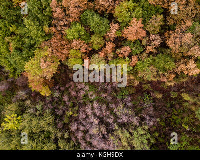 Aerial view of the Italian wild forest with tall and colorful trees at sunset. Autumn season in Italy. Stock Photo