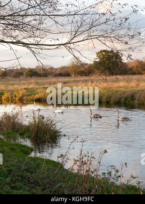 beautiful group of swans and cyngets swimming down river Dedham nature; essex; england; uk Stock Photo