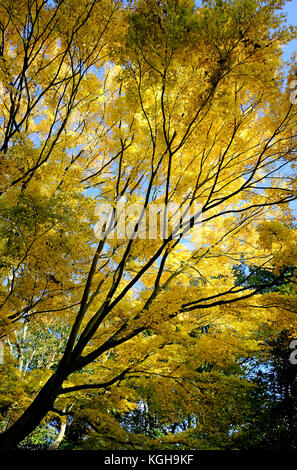 yellow autumn leaves on maple style tree, norfolk, england Stock Photo