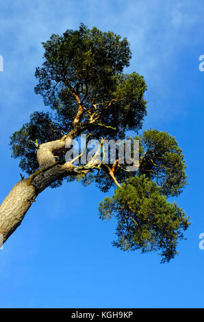 scots pine tree against blue sky Stock Photo