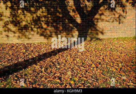 shadow of autumn tree on leaves and brick wall Stock Photo