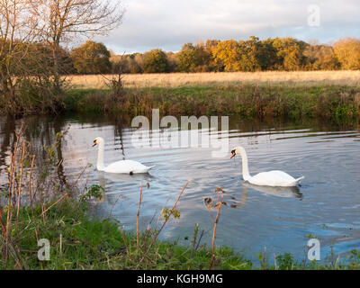 beautiful group of swans and cyngets swimming down river Dedham nature; essex; england; uk Stock Photo