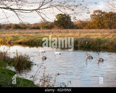 beautiful group of swans and cyngets swimming down river Dedham nature; essex; england; uk Stock Photo