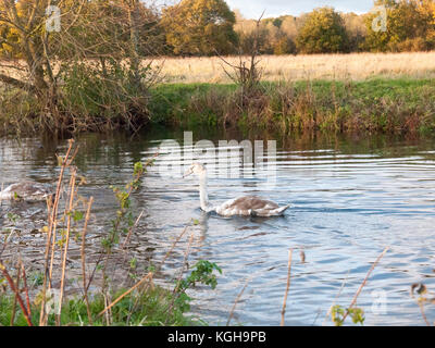 beautiful group of swans and cyngets swimming down river Dedham nature; essex; england; uk Stock Photo