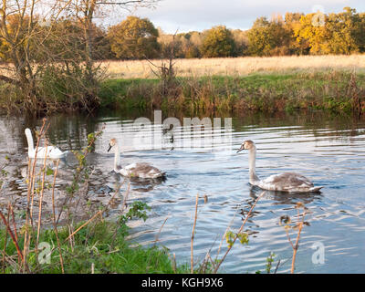 beautiful group of swans and cyngets swimming down river Dedham nature; essex; england; uk Stock Photo