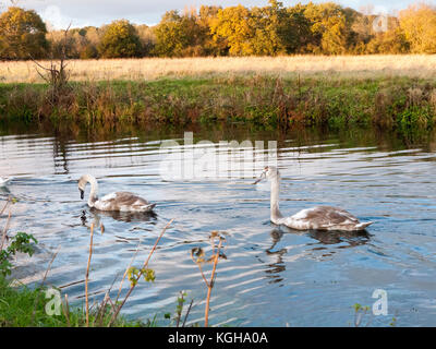 beautiful group of swans and cyngets swimming down river Dedham nature; essex; england; uk Stock Photo