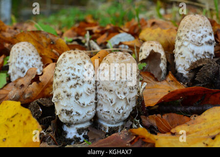 Group of Coprinus comatus or Shaggy ink cap, or Lawyer's wig, or Shaggy mane in natural habitat among autumn leaves; delicious edible mushroom Stock Photo