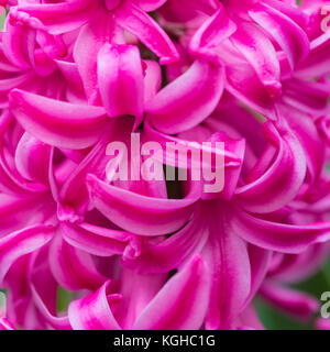 A macro shot of a pink hyacinth plant in full bloom. Stock Photo