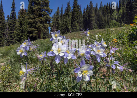 Columbine Meadow - Crested Butte, CO Stock Photo