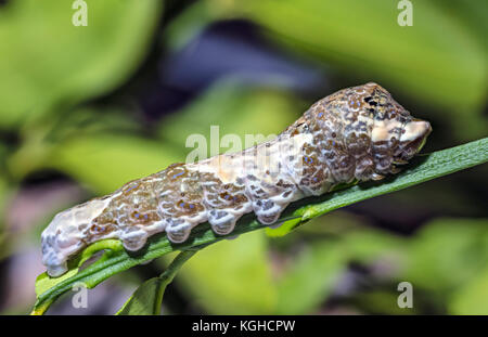 Western Giant Swallowtail Larvae, Heraclides rumiko also, Papilio cresphontes Stock Photo
