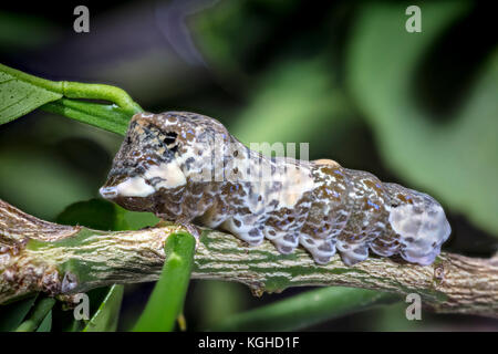 Western Giant Swallowtail Larvae (Caterpillar) Stock Photo