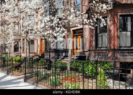 Back Bay, Boston. Victorian brownstone apartments and white star magnolia trees blooming in early spring. Stock Photo