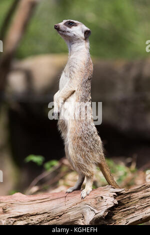 Meerkat standing tall on a log Stock Photo