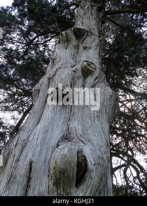 Interesting knots and burls in a close up view of a very old tree in a cemetery Stock Photo