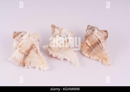 three shells on a white background Stock Photo