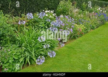 A colourful garden flower border with mixed planting including Agapanthus Stock Photo