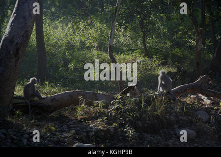 Monkeys in diverse activities on bright morning in Corbett National Park, Uttarakhand State, India, Asia Stock Photo