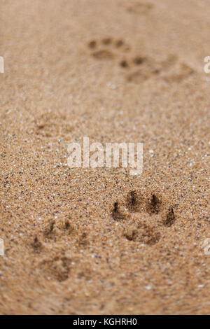 Dog prints left in the sand at the iconic Bells Beach, located in Torquay, Victoria Stock Photo