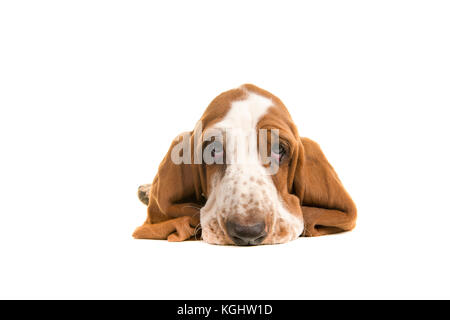 Cute sad looking english basset hound puppy portrait lying on the floor seen from the front with its ears folder underneath him on a white background Stock Photo