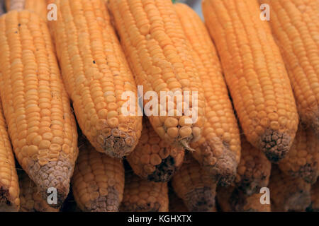 Fresh corn vegetable. Row of corn cob in the market. Stock Photo
