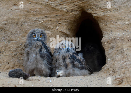 Eurasian Eagle Owls / Europaeische Uhus ( Bubo bubo ), young, sitting at the entrance of their nest burrow, watching, cute, wildlife, Europe. Stock Photo