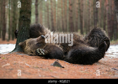 European Brown Bear / Braunbaer ( Ursus arctos ), playful cub, lying, rolling on its back, scratching, itching on the ground, looks cute and funny, Eu Stock Photo