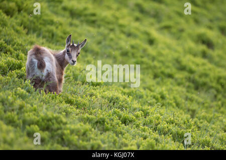 Chamois / Gaemse ( Rupicapra rupicapra ), cute fawn, young, standing in fresh green alpine vegetation, watching back over its shoulder, Europe. Stock Photo