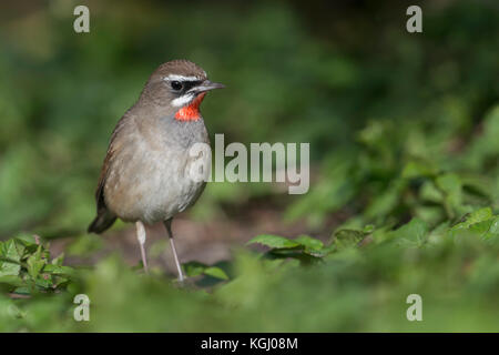Siberian Rubythroat / Rubinkehlchen ( Luscinia calliope ), male bird, extremly rare winter guest in Western Europe, first record in the Netherlands, w Stock Photo