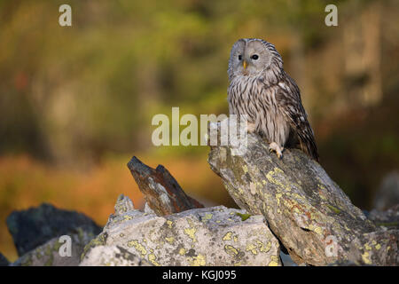 Ural Owl / Habichtskauz ( Strix uralensis ) perched on a rock, early morning, first sunlight shines on autumnal coloured woods in the background. Stock Photo
