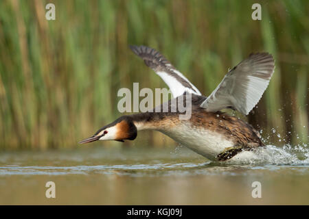 Great Crested Grebe / Haubentaucher ( Podiceps cristatus ) in a hurry, flapping its wings, taking off from a stretch of water, chasing a rival, Europe Stock Photo