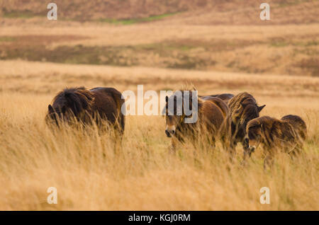 Exmoor ponies with foal grazing amongst long grasses on the Moorland Stock Photo