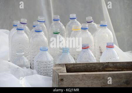 Recycled plastic bottles and horticultural fleece protecting germinating seeds and seedlings within a polytunnel in early Spring, Wales, UK. Stock Photo