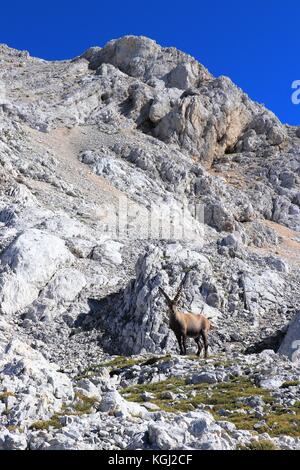 Ibex in front of a big mountain Stock Photo