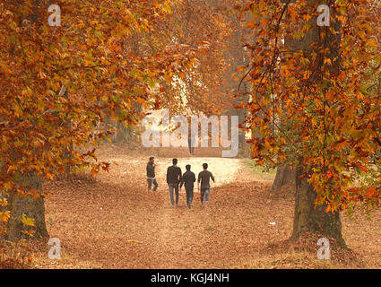 India. 08th Nov, 2017. With Autumn at its peak, Kashmiri boys walk past majestic Chinar trees during Autumn season in Nishat Bagh in Srinagar the summer captal of Indian controlled Kashmir on November 08, 2017. Chinar trees add charm to the scenic beauty of Kashmir with their leaves turning yellow, golden and orange. Autumn, locally known as Harud, is a season of harvesting in Kashmir with trees changing their colours while the days become shorter as winter approaches in the Kashmiri summer capital of Srinagar. Credit: Faisal Khan/Pacific Press/Alamy Live News Stock Photo