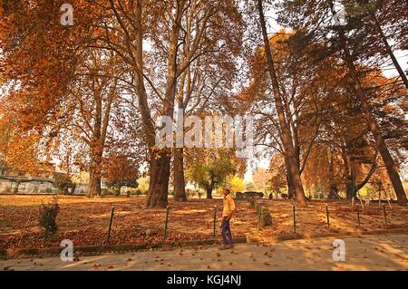 India. 08th Nov, 2017. A Kashmiri boy walks past majestic Chinar trees during Autumn season in Nishat Bagh in Srinagar the summer captal of Indian controlled Kashmir on November 08, 2017. Chinar trees add charm to the scenic beauty of Kashmir with their leaves turning yellow, golden and orange. Autumn, locally known as Harud, is a season of harvesting in Kashmir with trees changing their colours while the days become shorter as winter approaches in the Kashmiri summer capital of Srinagar. Credit: Faisal Khan/Pacific Press/Alamy Live News Stock Photo