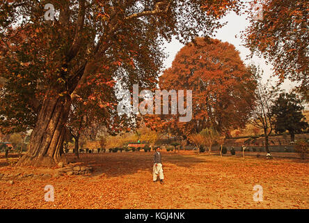 India. 08th Nov, 2017. A Kashmiri gardener walks past majestic Chinar trees during Autumn season in Nishat Bagh in Srinagar the summer captal of Indian controlled Kashmir on November 08, 2017. Chinar trees add charm to the scenic beauty of Kashmir with their leaves turning yellow, golden and orange. Autumn, locally known as Harud, is a season of harvesting in Kashmir with trees changing their colours while the days become shorter as winter approaches in the Kashmiri summer capital of Srinagar. Credit: Faisal Khan/Pacific Press/Alamy Live News Stock Photo