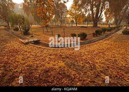 India. 08th Nov, 2017. A view of famous mughal garden during autumn season on the outskirts of Srinagar the summer captal of Indian controlled Kashmir on November 08, 2017. Autumn season add charm to the scenic beauty of Kashmir with tree leaves turning yellow, golden and orange. Autumn, locally known as Harud, is a season of harvesting in Kashmir with trees changing their colours while the days become shorter as winter approaches in the Kashmiri summer capital of Srinagar. Credit: Faisal Khan/Pacific Press/Alamy Live News Stock Photo