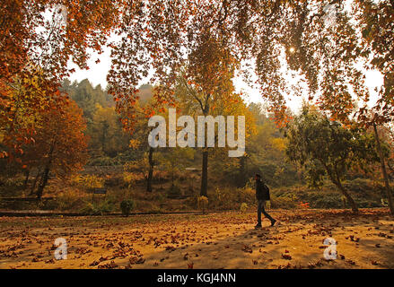 India. 08th Nov, 2017. A Kashmiri boy walks past majestic Chinar trees during Autumn season in Nishat Bagh in Srinagar the summer captal of Indian controlled Kashmir on November 08, 2017. Chinar trees add charm to the scenic beauty of Kashmir with their leaves turning yellow, golden and orange. Autumn, locally known as Harud, is a season of harvesting in Kashmir with trees changing their colours while the days become shorter as winter approaches in the Kashmiri summer capital of Srinagar. Credit: Faisal Khan/Pacific Press/Alamy Live News Stock Photo